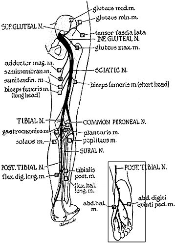 location of emg testing for lower back upper leg pain